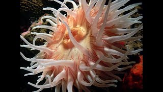 Facts The Sea Anemone [upl. by Winthrop]