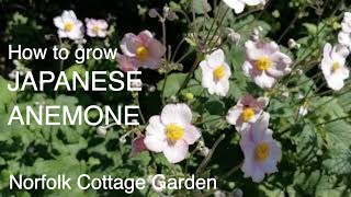 How to grow Japanese Anemone [upl. by Esertal687]