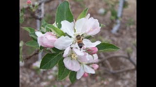 Apple Pollination [upl. by Saoj]