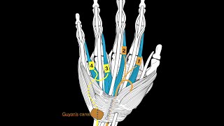 Hand Muscles [upl. by Calderon91]