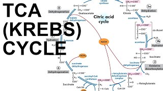 TCACitric Acid Krebs Cycle [upl. by Aia]