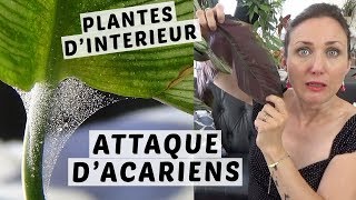 🌿 ARAIGNÉES ROUGES  LES ACARIENS ATTAQUENT MES PLANTES VERTES  COMMENT LES RECONNAITRE [upl. by Sharp]