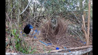 Satin Bower Birds Courtship Dance [upl. by Nomolos]