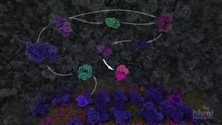 Glycolysis  HHMI BioInteractive Video [upl. by Dripps]