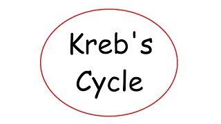 Krebs Cycle [upl. by Harima]