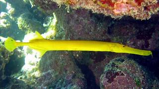 Facts The Trumpetfish [upl. by Kolb]