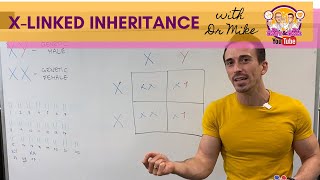 Xlinked Inheritance and Punnett Squares [upl. by Mitinger]