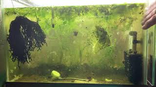 Scuds Daphnia Cherry Shrimp Copepods My aquatic food culture [upl. by Eibbob]