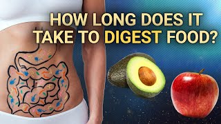 How Long Does it Take to Digest Food  DeepDives  Health [upl. by Jacobba]