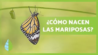 Cómo nacen LAS MARIPOSAS 🦋 Tipos hábitat y Curiosidades [upl. by Acinomal]