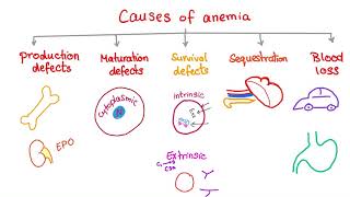 Anemia  Causes and Mechanisms  Fatigue and Pallor  Hematology Series [upl. by Dnalrag]