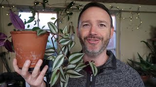 Tradescantia Zebrina  Wandering Jew Care Guide and Repot [upl. by Sirtemed]