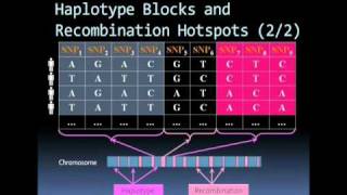 Microarray based SNP genotyping [upl. by Noskcire]