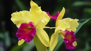 Growing and Repotting Cattleya Orchids [upl. by Zsuedat]