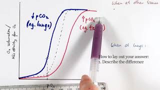 AS Biology  Oxygen dissociation curve OCR A Chapter 84 [upl. by Enedan979]