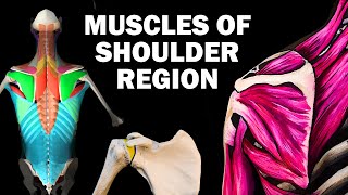 Shoulder Dislocation explained in 90 seconds [upl. by Lawrence]