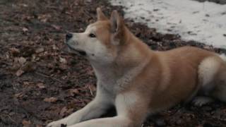 Red Dog  The Documentary Trailer [upl. by Orianna277]