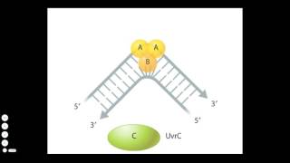 Nucleotide Excision Repair [upl. by Lekkim]