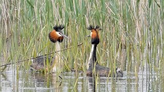 Great Crested Grebe Courtship Dance [upl. by Enillebyam407]