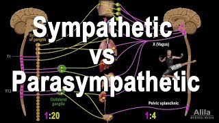 Autonomic Nervous System Sympathetic vs Parasympathetic Animation [upl. by Jerusalem]