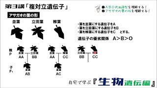 生物遺伝編 第3講「複対立遺伝子」 [upl. by Oznerol]