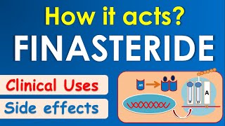 Finasteride  How it acts  Mechanism side effects amp uses [upl. by Nabila]