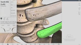 Joints of Thorax  Thorax part 3 Anatomy [upl. by Eberhart630]