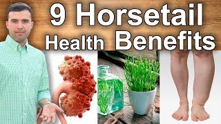 9 Health Benefits of Horsetail  Incredible Properties For Your Kidneys Liver Diabetes and More [upl. by Ettevets720]