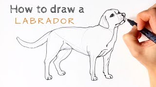 How to draw a Labrador [upl. by Coben14]