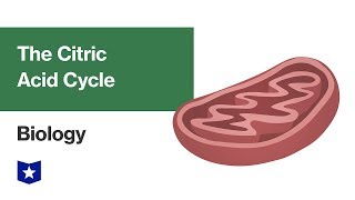 The Citric Acid Cycle  Biology [upl. by Otila]