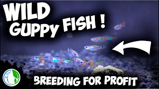 WILD Guppy Fish Breeding For Profit  All My Wild Collected Guppies [upl. by Nuahsal]