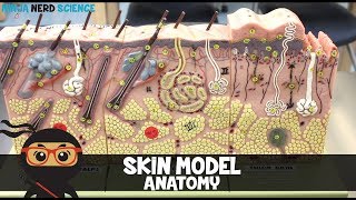 Integumentary System  Skin Model Anatomy [upl. by Yelnik714]