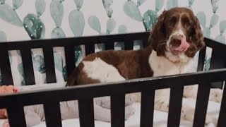 Dog Gets In Babys Cot To Comfort As Hes Crying [upl. by Einhpad443]