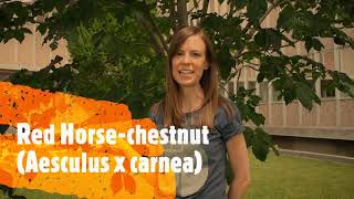 How to Identify Horsechestnuts and Buckeyes [upl. by Rowan]