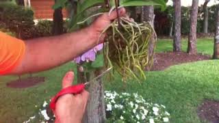 How to attach or hang Orchids to a Tree [upl. by Aihtenyc]