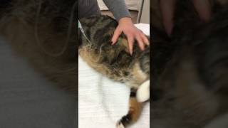 Subkutane Infusion bei der Katze [upl. by Llig950]