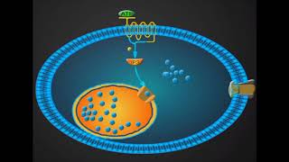 Antiplatelet drug animation Clopidogrel [upl. by Bergeron414]