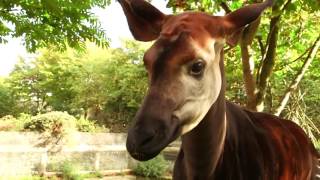 Окапи  Okapia johnstoni  Okapi [upl. by Aley254]