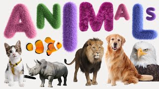 Animal  List of Animals  Name of Animals  500 Animals Name in English from A to Z [upl. by Beitnes551]