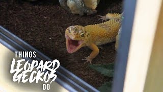 16 Things That Leopard Geckos Do [upl. by Gregorio53]