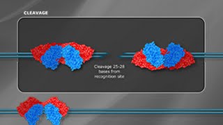 What is a Type III Restriction Enzyme [upl. by Bjork107]