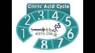 The Citric Acid Cycle An Overview [upl. by Umberto]