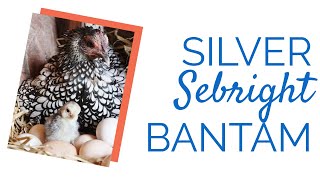 Silver Sebright Bantam Chickens  Chickens For Backyards [upl. by Dnalyram]