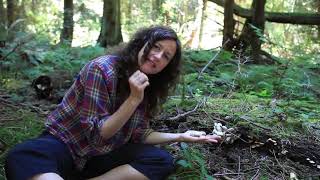 Foraging for Beginners  Tips from a foraging chef  Wild oyster mushrooms [upl. by Amadus]