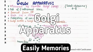 Golgi Apparatus Structure And Functions  Class 11 Biology [upl. by Ayiak645]