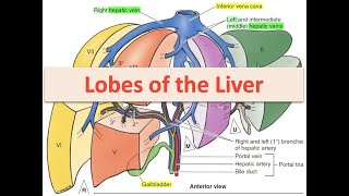 Lobes of the Liver [upl. by Novrej]