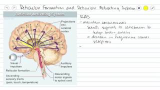 Mesencephalon [upl. by Lyrahc]