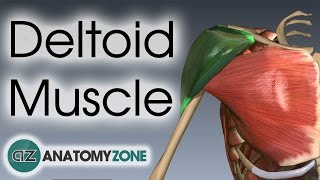 Deltoid Muscle Anatomy  AnatomyZone [upl. by Ecirtnahc]