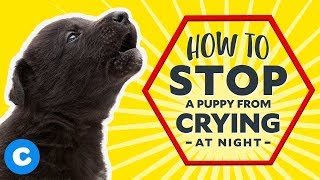 How to Stop a Puppy From Crying at Night [upl. by Mailand434]