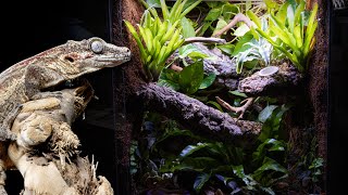 Bioactive Gargoyle Gecko Vivarium [upl. by Cynera]